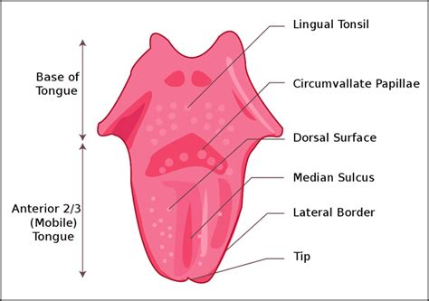 tounge|Tongue Anatomy, Function, and Medical Disorders